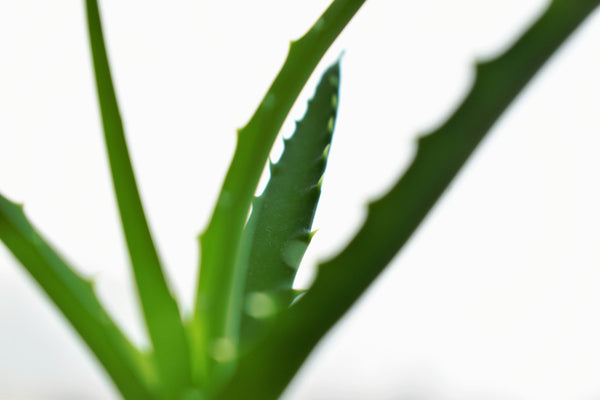 How Long to Leave Aloe Vera on Face